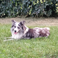 Accoppiamento border collie