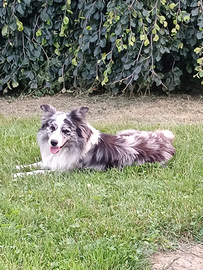 Accoppiamento border collie