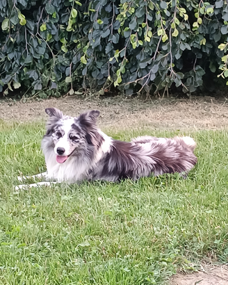 Accoppiamento border collie