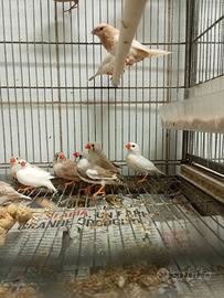 Uccelli diamantini e tortore diamantine