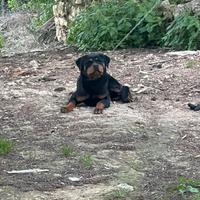Rottweiler