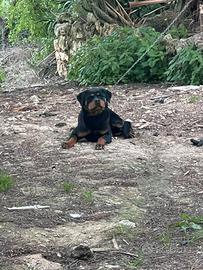 Rottweiler