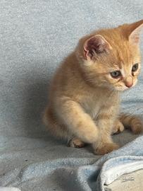 Gattino persiano incrocio