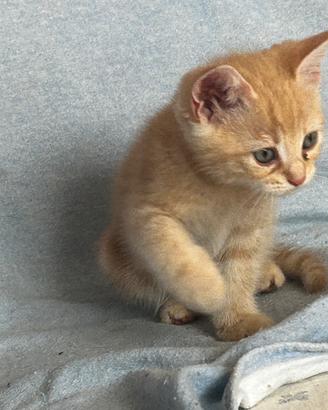 Gattino persiano incrocio