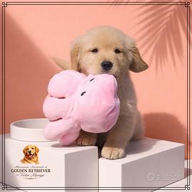 Cuccioli con pedigree golden americani
