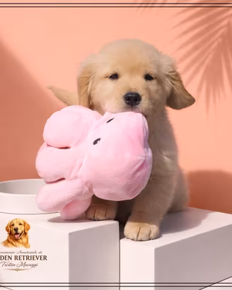 Cuccioli con pedigree golden americani