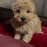 Barboncino piccolo Toy albicocca