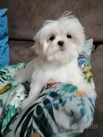Cuccioli maltesi