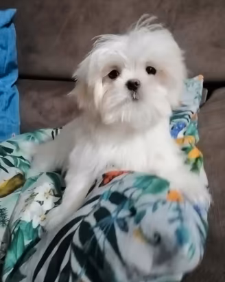 Cuccioli maltesi