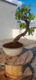bonsai di vite