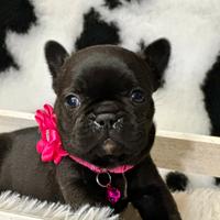 Bulldog francesi esotici