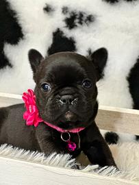 Bulldog francesi esotici