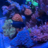 Acquario marino di barriera