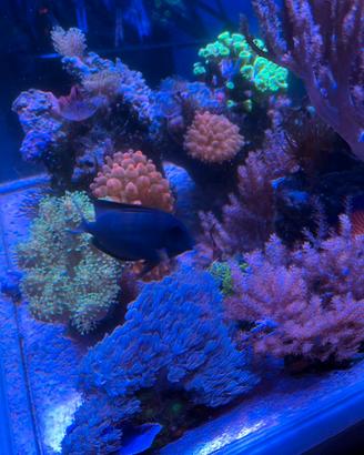 Acquario marino di barriera