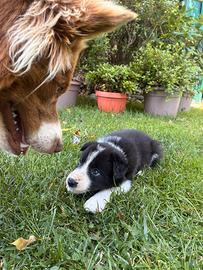 Border Collie Maschio