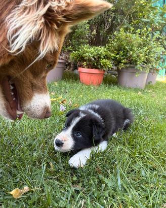 Border Collie Maschio