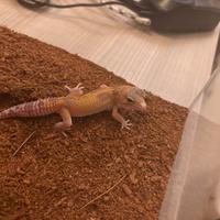 Geco leopardino