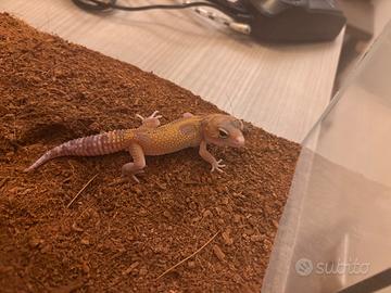 Geco leopardino