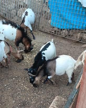 Capretti tibetani