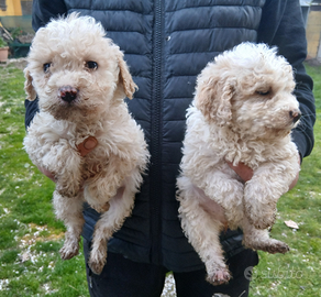 Cuccioli di lagotto