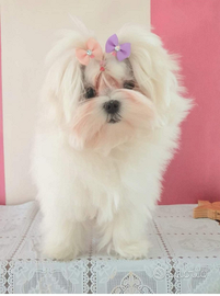 Maltese coreano