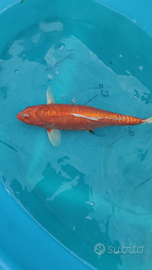 .Carpa Koi
