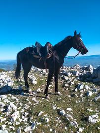 Puledro trottatore italiano