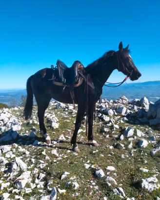Puledro trottatore italiano
