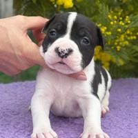 Cuccioli di American Staffordshire terrier Ruffian