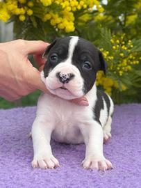 Cuccioli di American Staffordshire terrier Ruffian