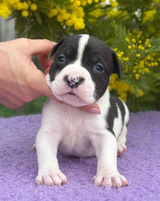 Cuccioli di American Staffordshire terrier Ruffian