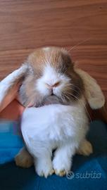 Stupenda cucciola coniglio arietina nana