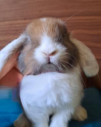 Stupenda cucciola coniglio arietina nana