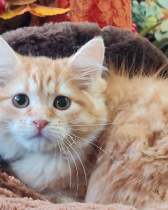 Cucciolo di gatto siberiano ipoallergenico