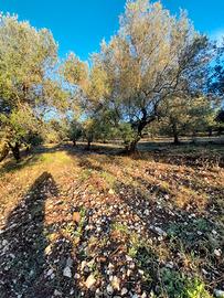 Oliveto o solo piante 115 circa