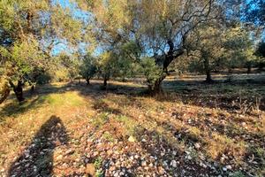 Oliveto o solo piante 115 circa