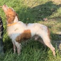 Bretone maschio 6 anni con pedigree - linea france