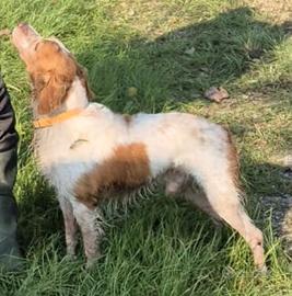 Bretone maschio 6 anni con pedigree - linea france