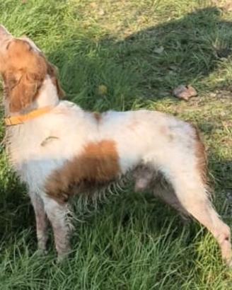 Bretone maschio 6 anni con pedigree - linea france