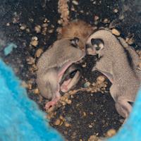 Petauri dello zucchero baby