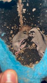 Petauri dello zucchero baby