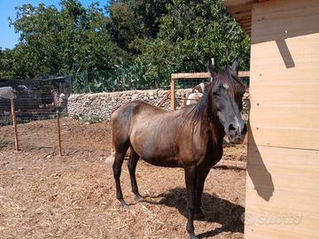 Cavalla