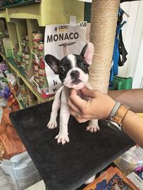 Cuccioli bulldog