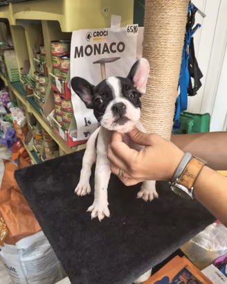 Cuccioli bulldog