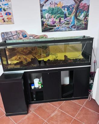 Acquario