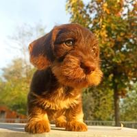 Cuccioli maschi bassotto nano pelo duro