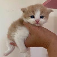 Gattino siberiano rosso_red white