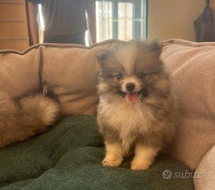 volpini di pomerania con pedegree 