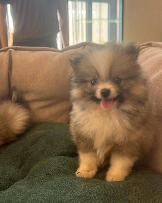 volpini di pomerania con pedegree 