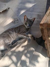 Gattina